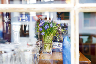 Close-up of potted plant on glass window