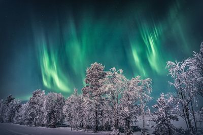 Scenic view of tree against sky at night during winter