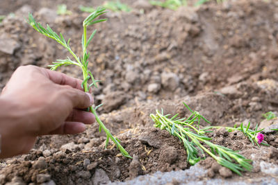 Close-up of hand holding plant