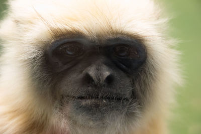 Close-up portrait of monkey