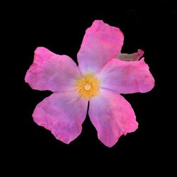 Close-up of flower over black background