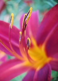 Close-up of red flower