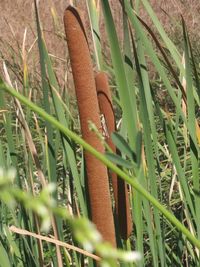 Close-up of plants