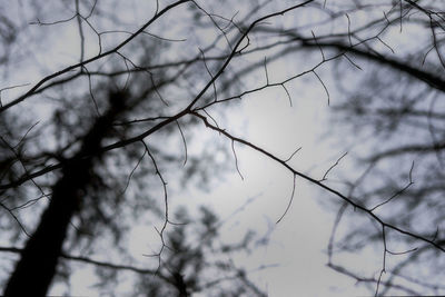 Low angle view of bare tree against sky