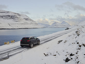 Car driving past sheep in the faroe islands