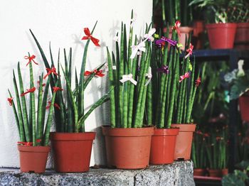 Close-up of potted plants