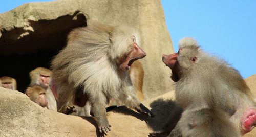 Side view of monkeys sitting on rock