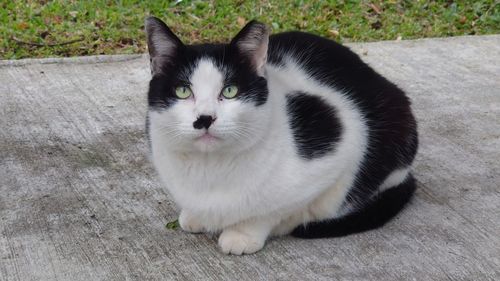 Portrait of cat