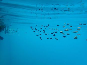 Flock of birds swimming in sea