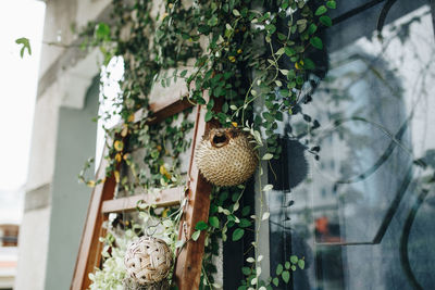 Close-up of plant decoration outside house balcony