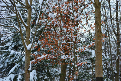 Low angle view of trees during winter