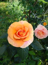 Close-up of rose blooming outdoors