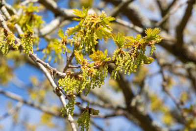 Low angle view of flowering plant on branch