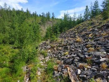 Scenic view of stream in forest against sky