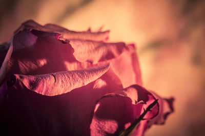 Close-up of flower