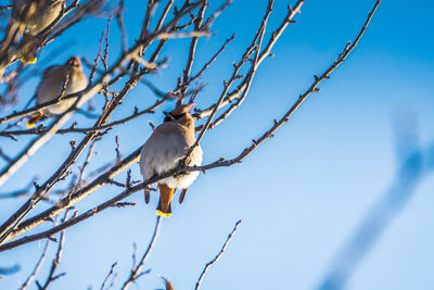 Low angle view of bird perching on branch against sky