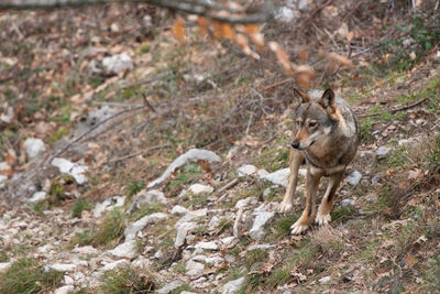 Portrait of wolf on mountain