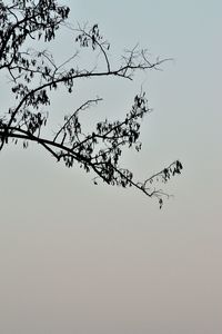 Low angle view of tree against clear sky