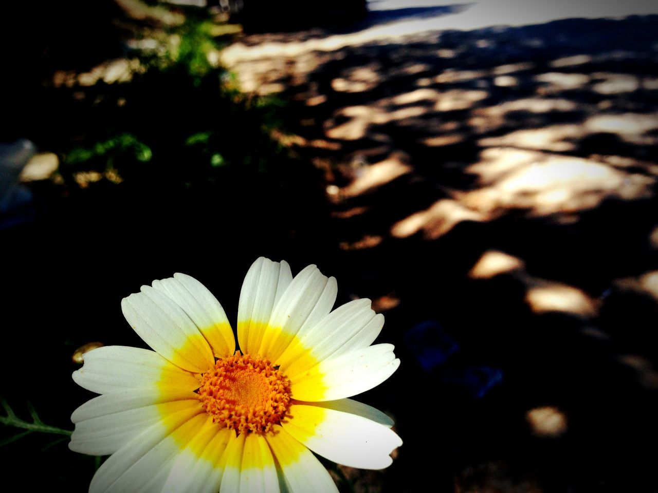 flower, petal, fragility, freshness, flower head, yellow, focus on foreground, close-up, growth, beauty in nature, pollen, blooming, nature, daisy, plant, in bloom, white color, outdoors, selective focus, day