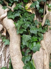 High angle view of ivy growing on tree