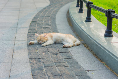 High angle view of cat sleeping on footpath