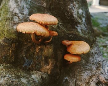 Close-up of mushrooms on tree trunk