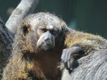 Close-up of monkey at zoo