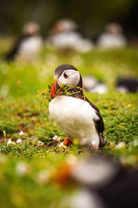 puffin with a