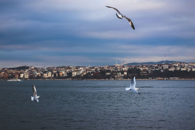 Pigeon flying with wings wide open and istanbul, turkey in the background