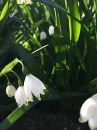 Close-up of white flower