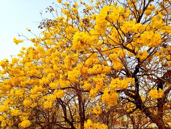 Low angle view of flowers on tree