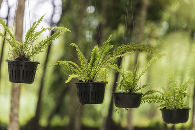 Close-up of potted plant hanging on metal field