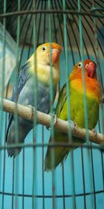 Close-up of bird, two lovebirds in an iron cage