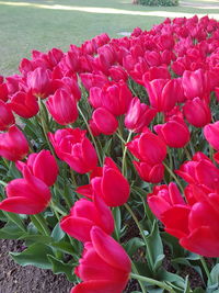 Close-up of pink tulips