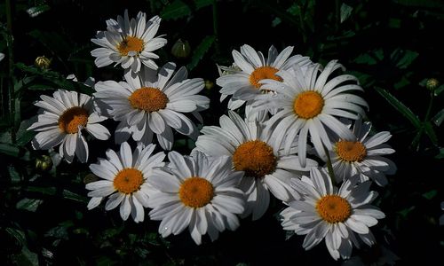 Close-up of flowers