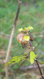 Close-up of insect on plant