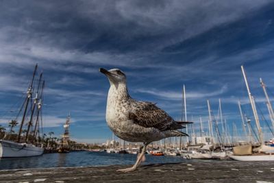 Seagull by sea