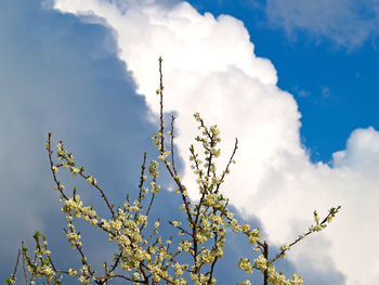 Low angle view of flower tree against blue sky