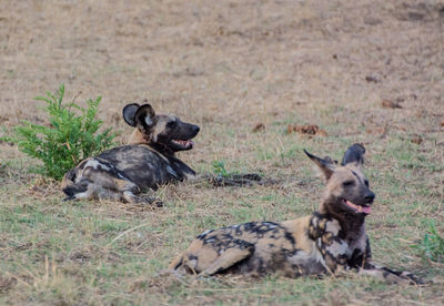 Two dogs on land