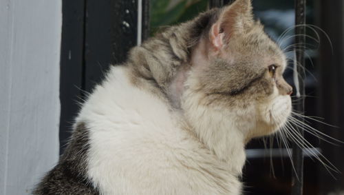 Close-up of a cat with eyes closed