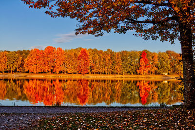 Scenic view of lake by trees during autumn