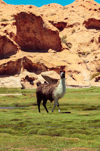 Sheep standing on field