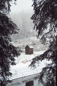 Trees on snow covered landscape