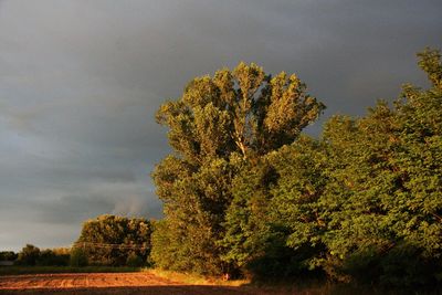 Trees growing on field against sky during autumn