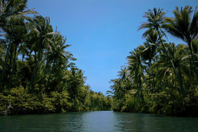 Scenic view of palm trees against clear blue sky