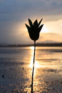 Close-up of silhouette flower against sky