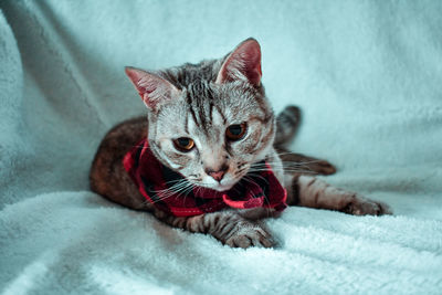 Cat relaxing on bed