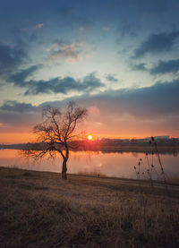 Bare lone willow tree on the dry grass meadow near the pond. silent evening mood, countryside scene