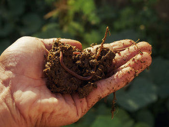 Close-up of hand holding plant