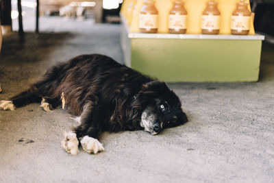 Dog with cat